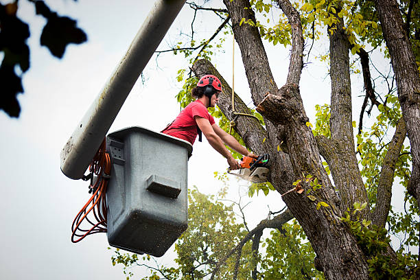 Best Hazardous Tree Removal  in Cuero, TX